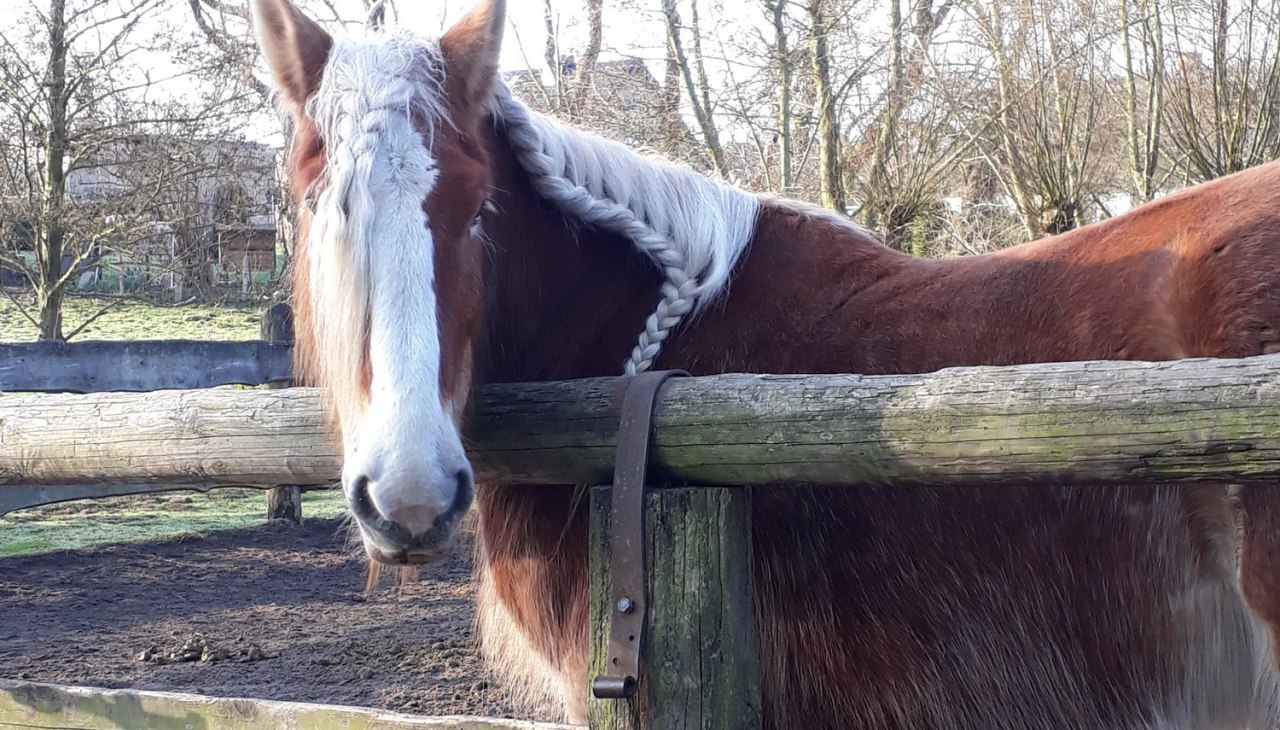 Ludwig auf dem Reitplatz in Neuendorf -Usedom, &copy; Anja Debniak