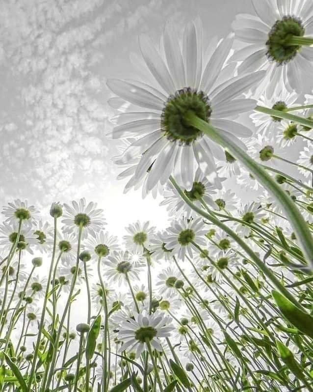 Margiriten // &copy; S&uuml;dliche Boddenk&uuml;ste