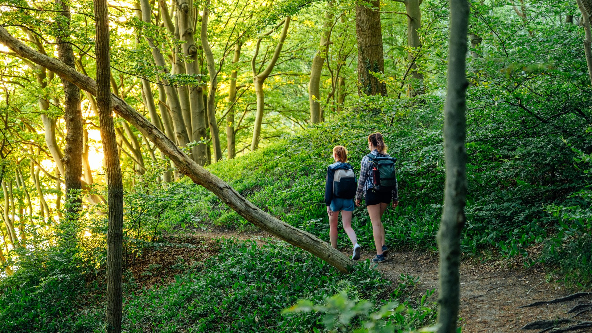 Zwei Frauen wandern durch den Buchenwald Lietzow. Der Sonnenuntergang ist durch die Kronen der B&auml;ume zu sehen.