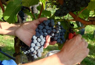 Die Traubenlese erfolgt per Hand // &copy; wein-mv.de