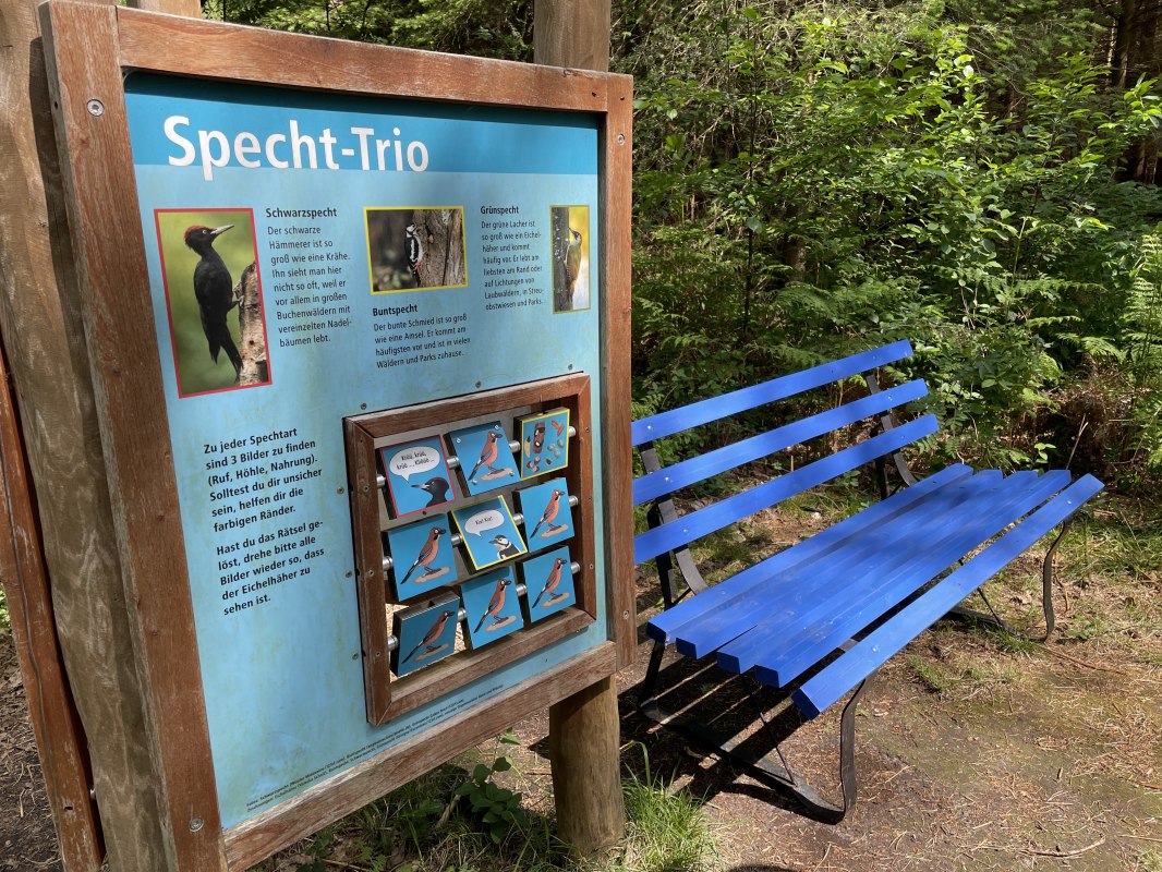 Spechtarten im Fuhlendorfer Wald entdecken // &copy; TZ S&uuml;dliche Boddenk&uuml;ste