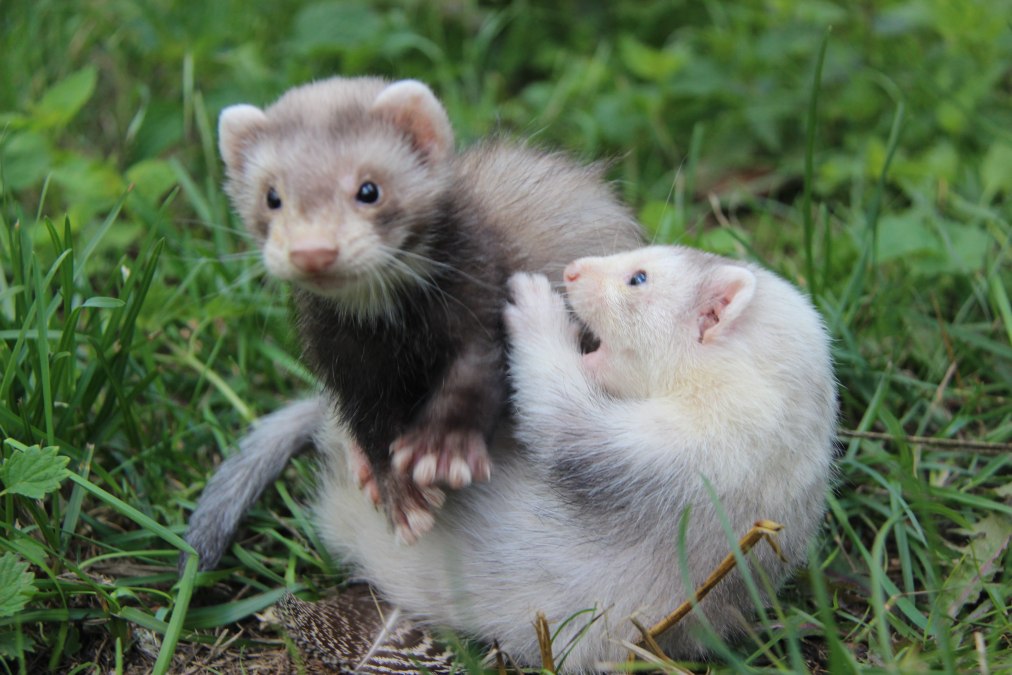 Wenn die Frettchen mal nicht schlafen, sind sie ziemlich agil., &copy; Tierpark Wolgast