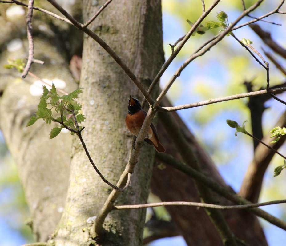 Roodstaart in een esdoorn // &copy; Hannes Brendler