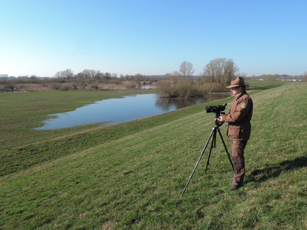 Rastvogelbeobachtung_Sude-Elbe mit Ranger_I.Valentin, &copy; Biosph&auml;renreservatsamt