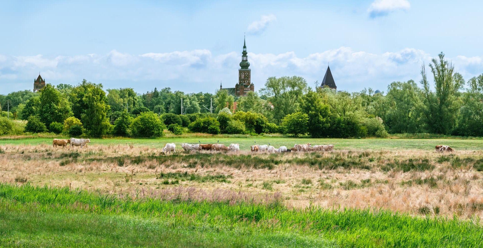 Blick über ein Feld mit Kühen Richtung Greifswald. Der Dom ragt über Bäumen hervor.