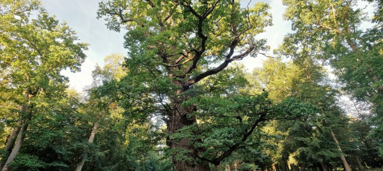 Methusalem-eik in het Nationaal Natuurmonument Ivenacker Eichen // &copy; Sebastian Haerter