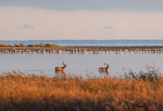 Zwei Hirsche durchqueren einen flachen Gewässerbereich, während Kraniche im Hintergrund ruhen. // Stille Zeugen der Natur – Zwei Hirsche im Wasser vor der weiten Kulisse des Nationalparks. // © MV-T/Gross Zwei Hirsche durchqueren einen flachen Gewässerbereich, während Kraniche im Hintergrund ruhen.