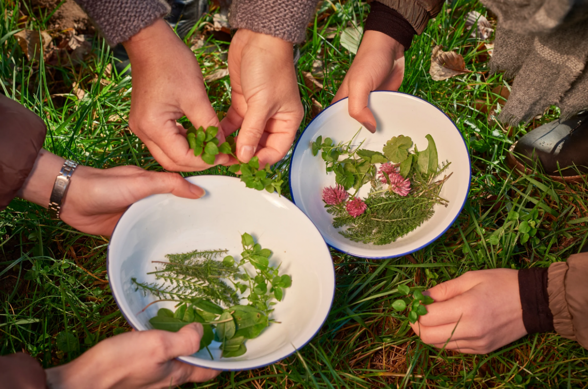 Kr&auml;uterwanderung, &copy; MV-T/Pocha.de