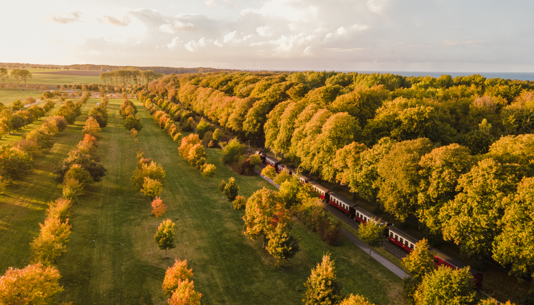 Der Molli - die alte Dampflok fährt im Herbst entlang der Allee beim Sonnenuntergang. // Der nostalgische Zug bummelt zwischen Wald und Wiese durch die Herbstlandschaft // © MV-T/Scholz-Witzel Der Molli - die alte Dampflok fährt im Herbst entlang der Allee beim Sonnenuntergang.