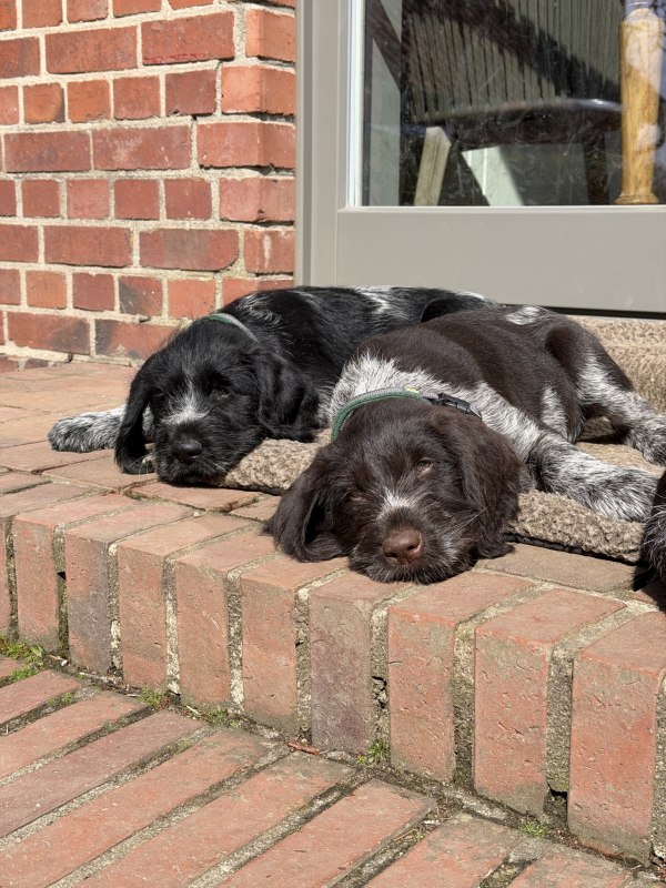 Duitse Draadhaar Puppy's // © Heike Rudolph Duitse Draadhaar Puppy's // © Heike Rudolph