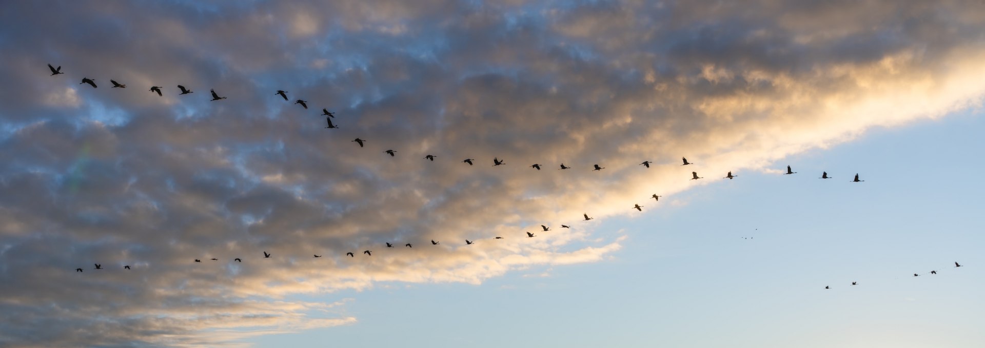 Eine Formation von Kranichen fliegt bei Sonnenaufgang &uuml;ber die Landschaft im Nationalpark Vorpommersche Boddenlandschaft.
