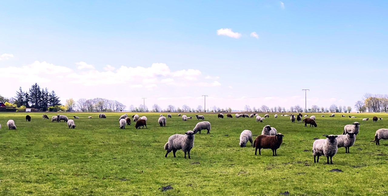 Schwarzkopfschafe, © Südliche Boddenküste Schwarzkopfschafe, © Südliche Boddenküste