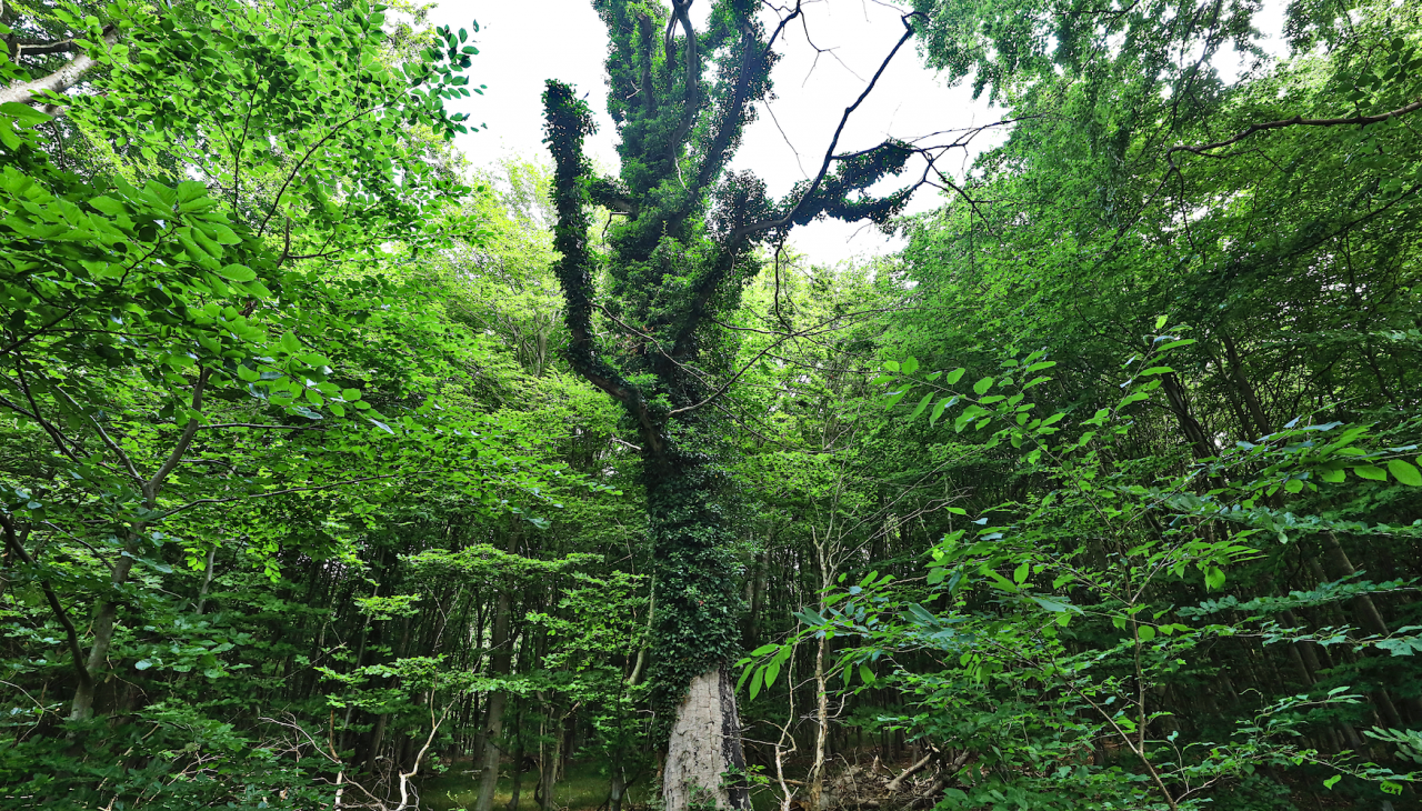 pfad-der-musse-und-erkenntnis_1, © TMV/Gohlke pfad-der-musse-und-erkenntnis_1, © TMV/Gohlke