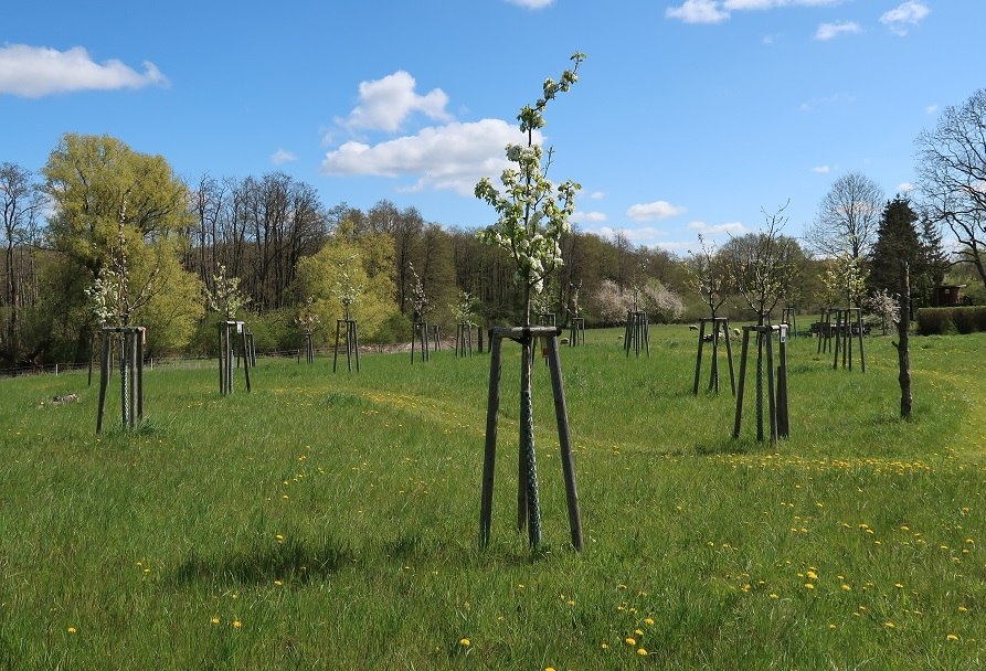 © Streuobstwiesenfest NABU-Stiftung Nationales Naturerbe © Streuobstwiesenfest NABU-Stiftung Nationales Naturerbe