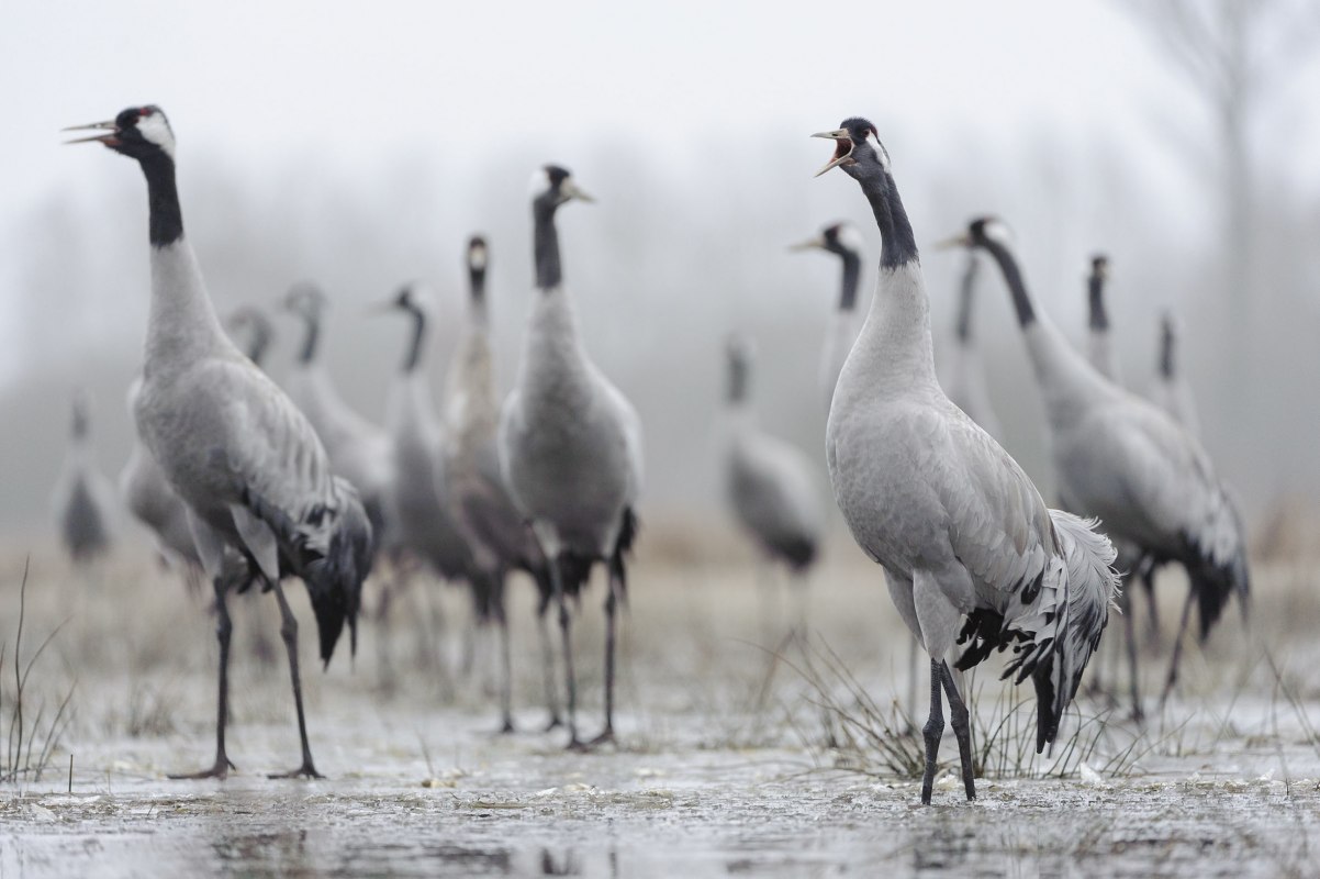 Kraniche // © Dieter Damschen Kraniche // © Dieter Damschen