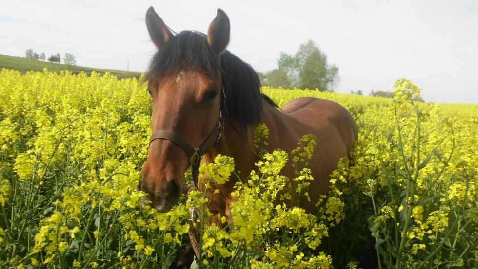 Mit dem Hof Silberweide die größte Rapskammer Deutschlands entdecken // © Hof Silberweide/ Alrun Romanus Mit dem Hof Silberweide die größte Rapskammer Deutschlands entdecken // © Hof Silberweide/ Alrun Romanus