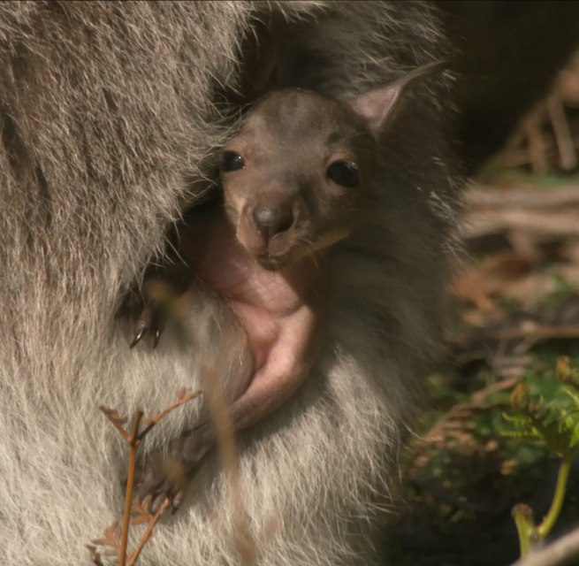 ein K&auml;ngeruhbaby schaut aus dem Beutel seiner Mutter // &copy; RosiKochFilm