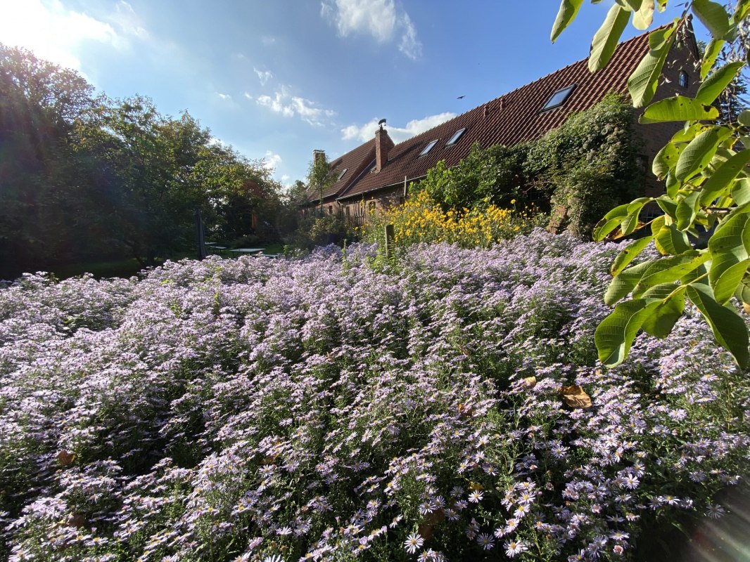 In de biertuin achter het café groeit een groot veld met wilde asters. In de nazomer is dit een gonzende en zoemende ontmoetingsplaats voor insecten. // © Thomas Grosch In de biertuin achter het café groeit een groot veld met wilde asters. In de nazomer is dit een gonzende en zoemende ontmoetingsplaats voor insecten. // © Thomas Grosch