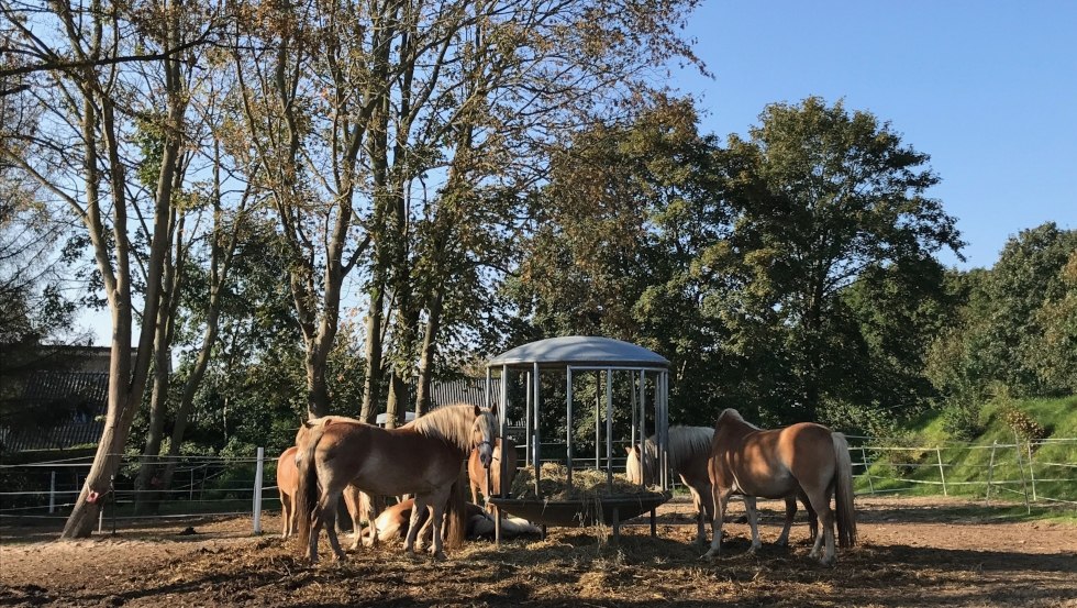 Na voldoende beweging is er altijd voldoende voedsel // &copy; Reiterhof Sallenthin