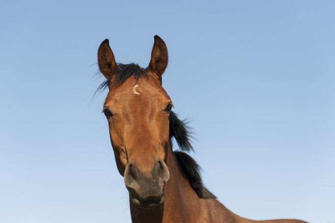 Ho Henning, © TMV/Hafermann Ho Henning, © TMV/Hafermann