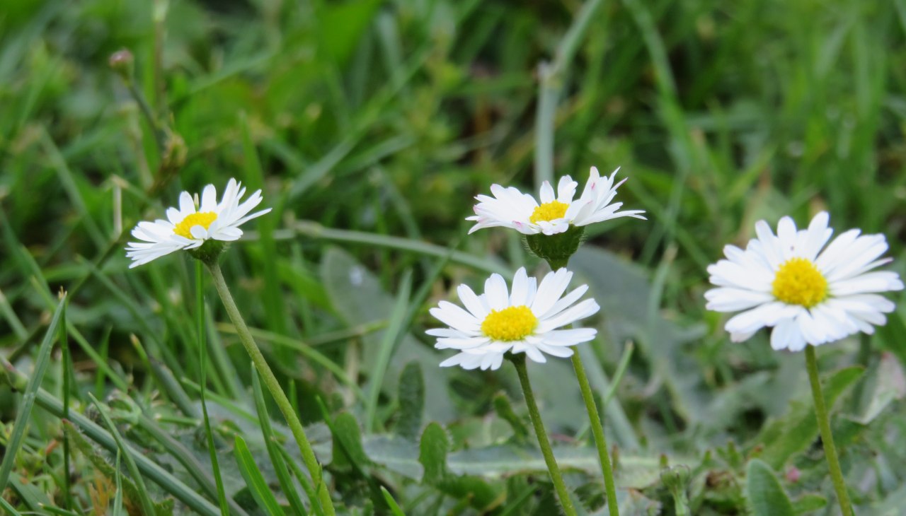 Kr&auml;uterwanderung mit Herrn Warnick, &copy; IMG_0893.JPG