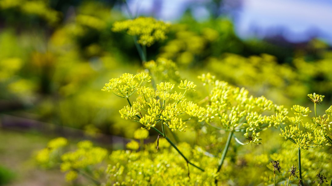 Klosterkräutergarten Himmelpfort, © André Wirsig Klosterkräutergarten Himmelpfort, © André Wirsig