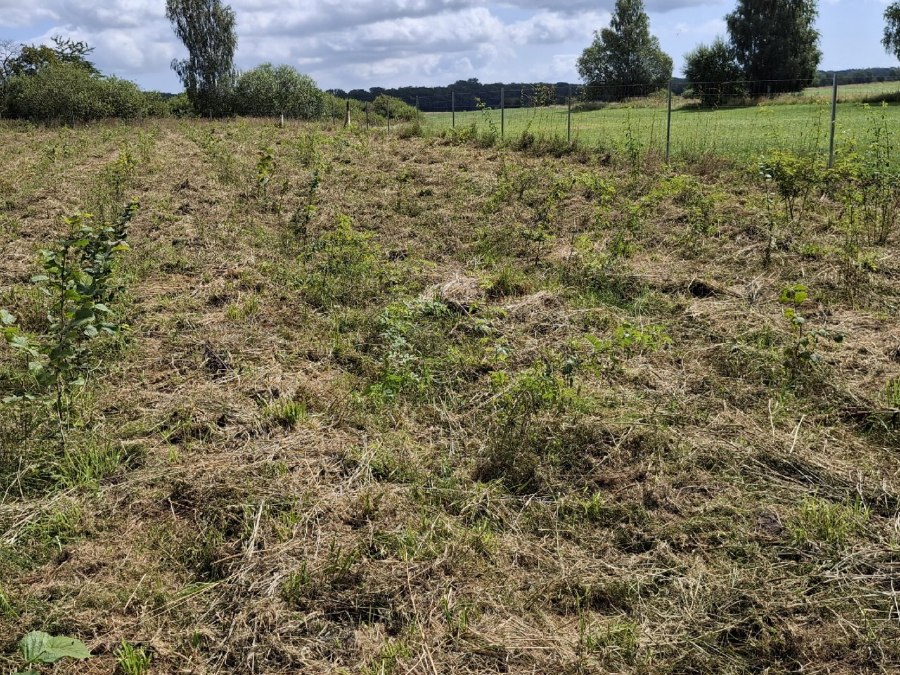 Klimawald Haidhof - Jüngste Auforstungen, © Landesforst MV