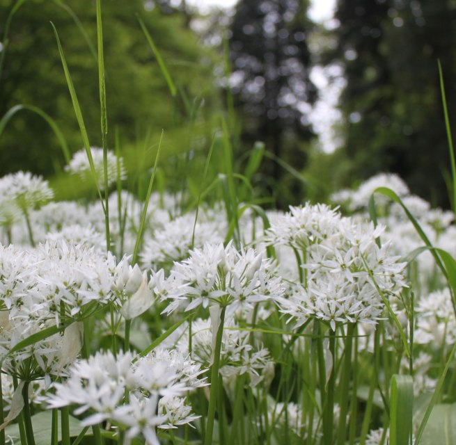 © Biosphrenreservatsamt Südost-Rügen © Biosphrenreservatsamt Südost-Rügen