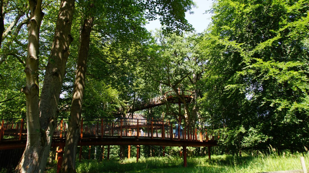 Baumkronenpfad im Hutewald, © Landesforst MV