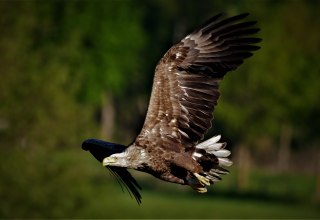 Seeadler im Flug // © Jörg Dollmanski Seeadler im Flug // © Jörg Dollmanski