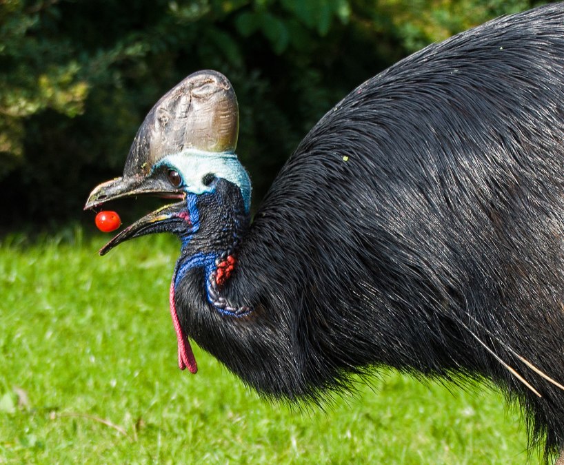 Kasuar beim Verzehr von Tomaten, © Vogelpark Marlow