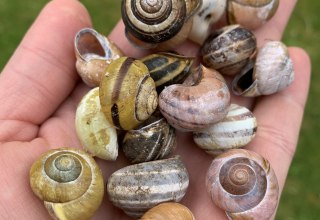 &copy; Antje Joost-Hirsekorn