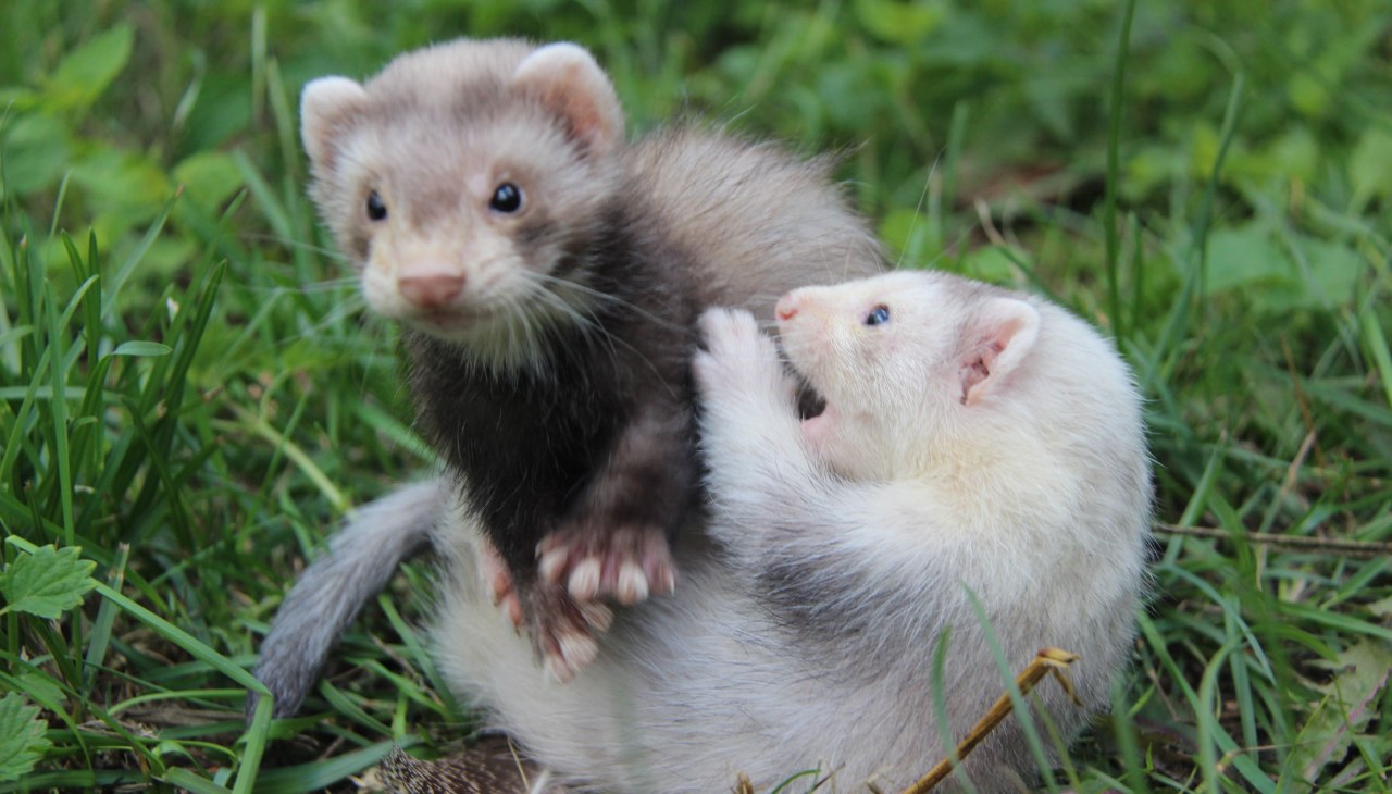 Als de fretten niet slapen, zijn ze heel beweeglijk., © Tierpark Wolgast Als de fretten niet slapen, zijn ze heel beweeglijk., © Tierpark Wolgast