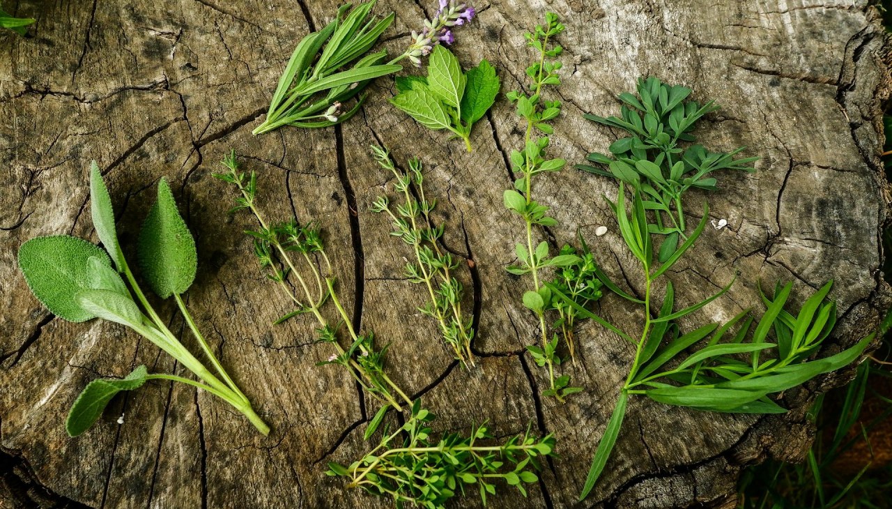 Kr&auml;uterwanderung mit Frau Holle, &copy; Baylay Nargang (pixabay)