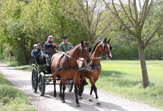 Kutsche fahren lernen auf dem Landgest&uuml;t Redefin // &copy; MV-T/Pantel