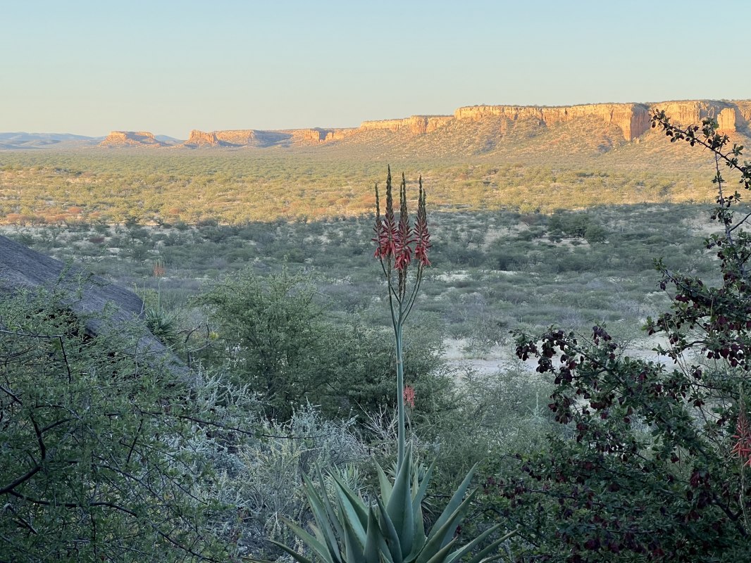 Die weite Steppe Namibias wird abgebildet. Hinten ist eine Bergkette. Durch die Steppe ziehen sich Pflanzenbüschel. // © Sabine Leidel Die weite Steppe Namibias wird abgebildet. Hinten ist eine Bergkette. Durch die Steppe ziehen sich Pflanzenbüschel. // © Sabine Leidel