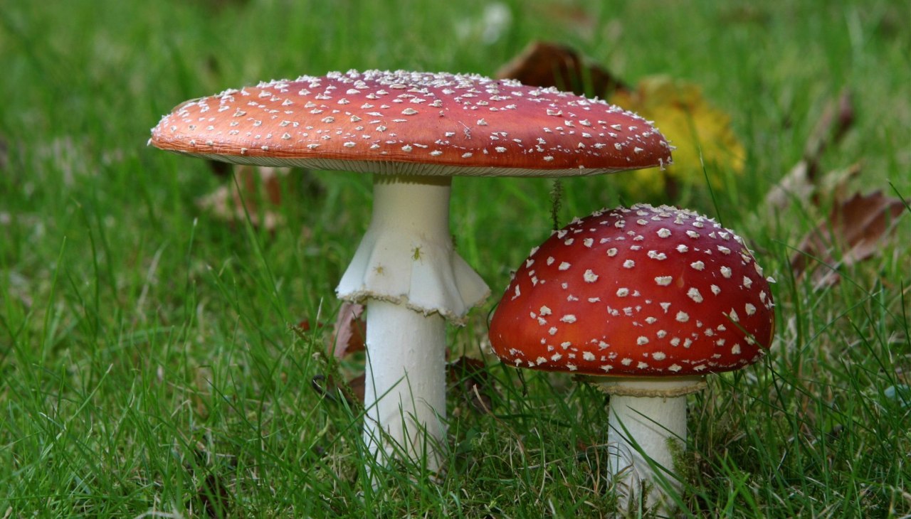 Pilzwanderung im Küstenwald, © Fliegenpilz.jpg