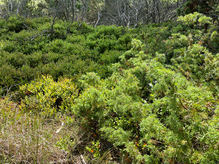 &copy; TZ S&uuml;dliche Boddenk&uuml;ste