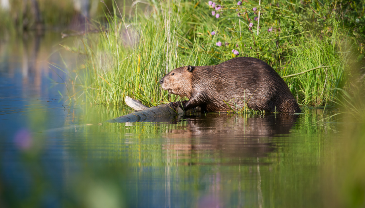 Mit ein wenig Gl&uuml;ck werden wir Biber und andere Bewohner der Flusslanden entdecken., &copy; Corina Posselt