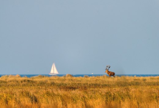 Ein pr&auml;chtiger Hirsch steht majest&auml;tisch in der goldenen Herbstlandschaft des Nationalparks Vorpommersche Boddenlandschaft, w&auml;hrend im Hintergrund ein Segelboot friedlich &uuml;ber das Boddenmeer gleitet &ndash; ein harmonisches Zusammenspiel von Wildnis und K&uuml;stenidylle.