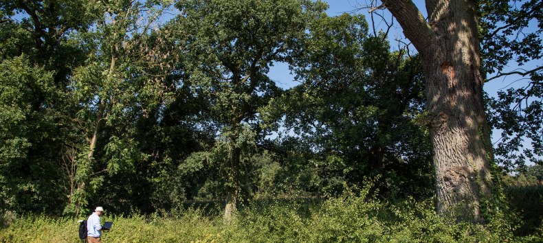 Begutachtung von Hecken und B&auml;umen // &copy; Biosph&auml;renreservatsamt Schaalsee-Elbe