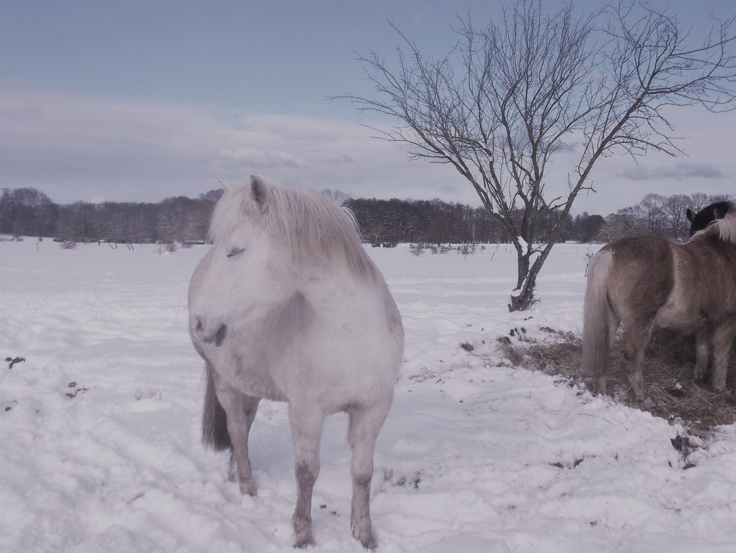 P&uuml;ppi im Schnee auf Usedom // &copy; Anja Debniak