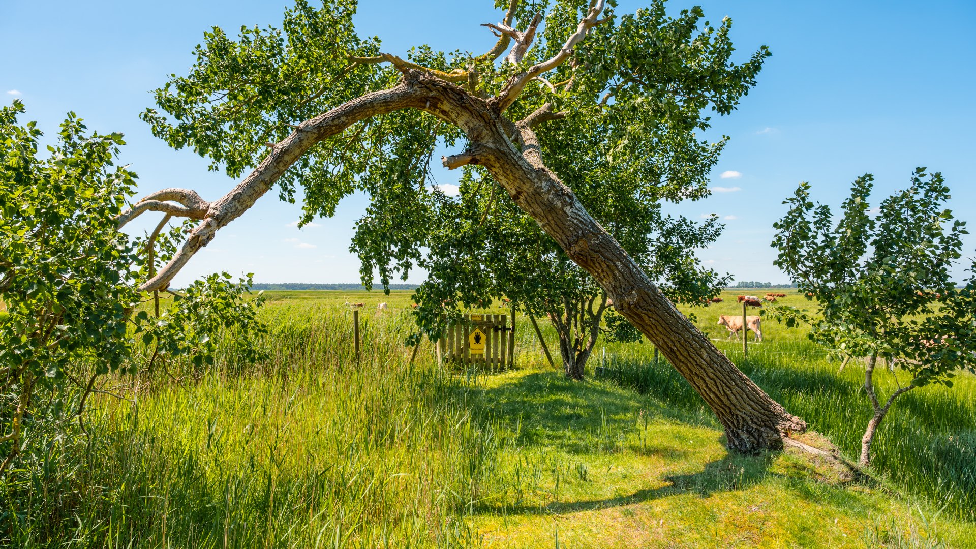 Auf dem Rundwanderweg Hohe D&uuml;ne auf Zingst hat der Wind so manchen Baum zur Raison gebracht. Er steht schr&auml;g &uuml;ber dem Rundwanderweg