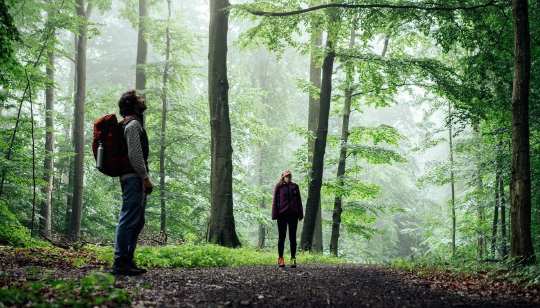 Ein Mann und eine Frau stehen in einem Wald und gucken zu den Baumwipfeln hoch // © MV-T/Gänsicke Ein Mann und eine Frau stehen in einem Wald und gucken zu den Baumwipfeln hoch