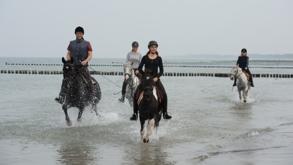 Erfrischung zu Pferde im Kühlen der Ostsee mit dem Reiterhof Gränert erleben. // © MV-T/ Frank Hafemann Erfrischung zu Pferde im Kühlen der Ostsee mit dem Reiterhof Gränert erleben. // © MV-T/ Frank Hafemann