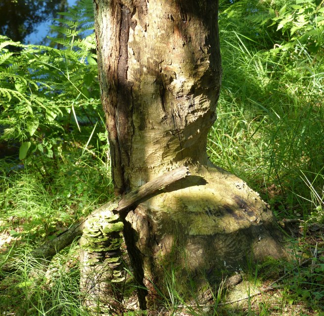 angenagter Baum am Radebach, &copy; Naturpark Sternberger Seenland