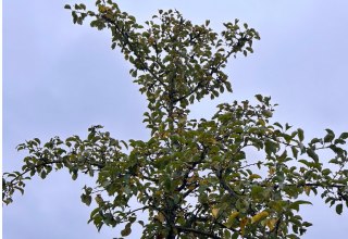 Apfelbaum, &copy; D. Heppner