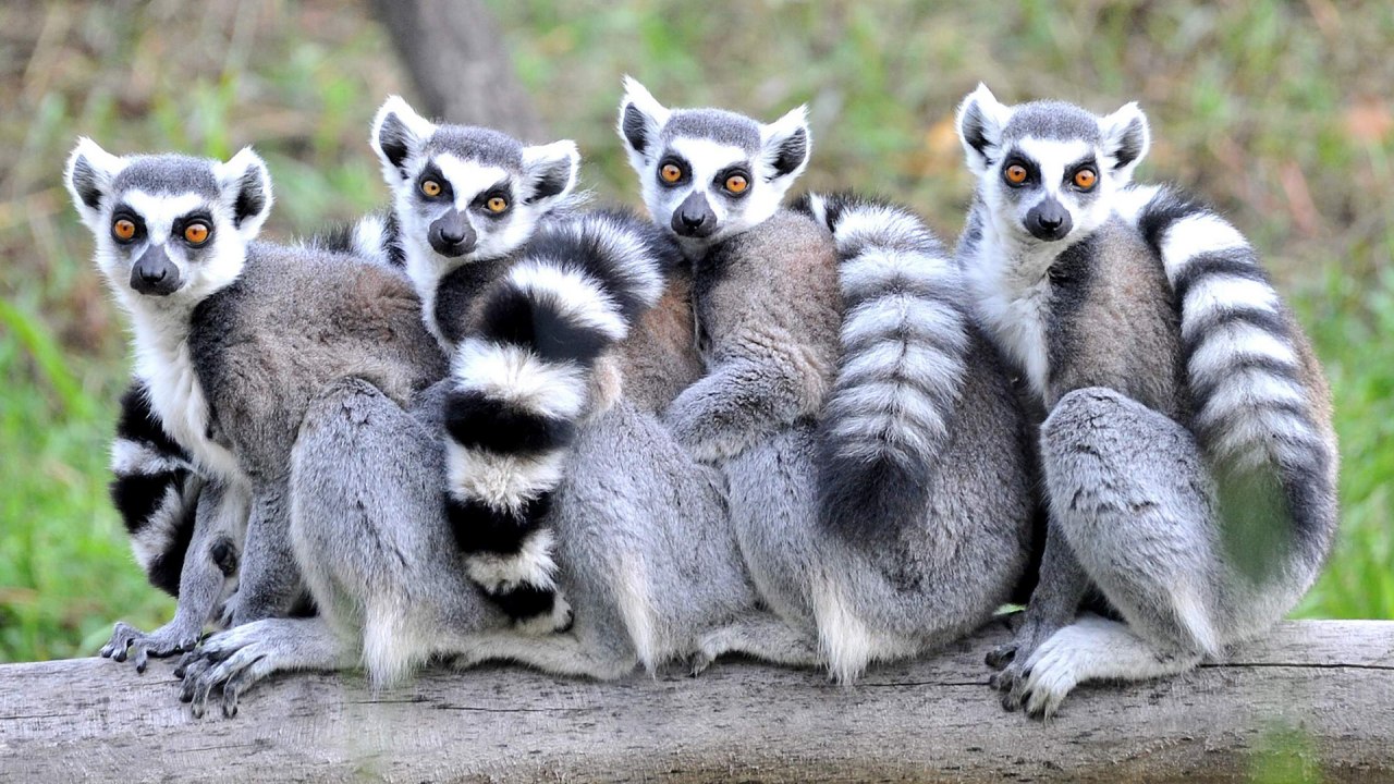 Kinderdagfoto in de dierentuin van Rostock met vier katas zittend op een boomstam. // © Zoo Rostock/ Kloock Kinderdagfoto in de dierentuin van Rostock met vier katas zittend op een boomstam. // © Zoo Rostock/ Kloock