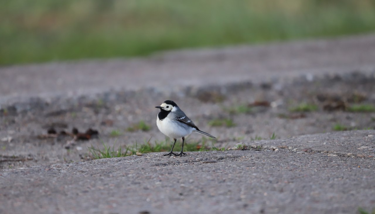 26-05-17 Vogelleben vor der Haust&uuml;r, GMZ, &copy; C