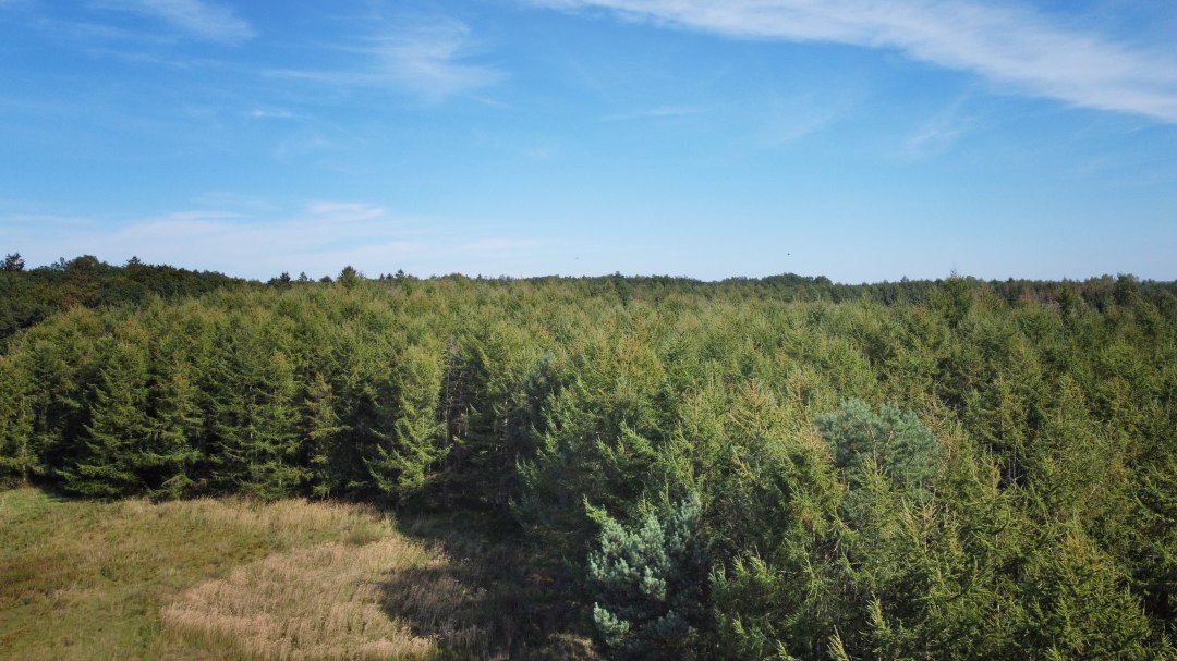 Klimawald Neuhof, &copy; Landesforst MV